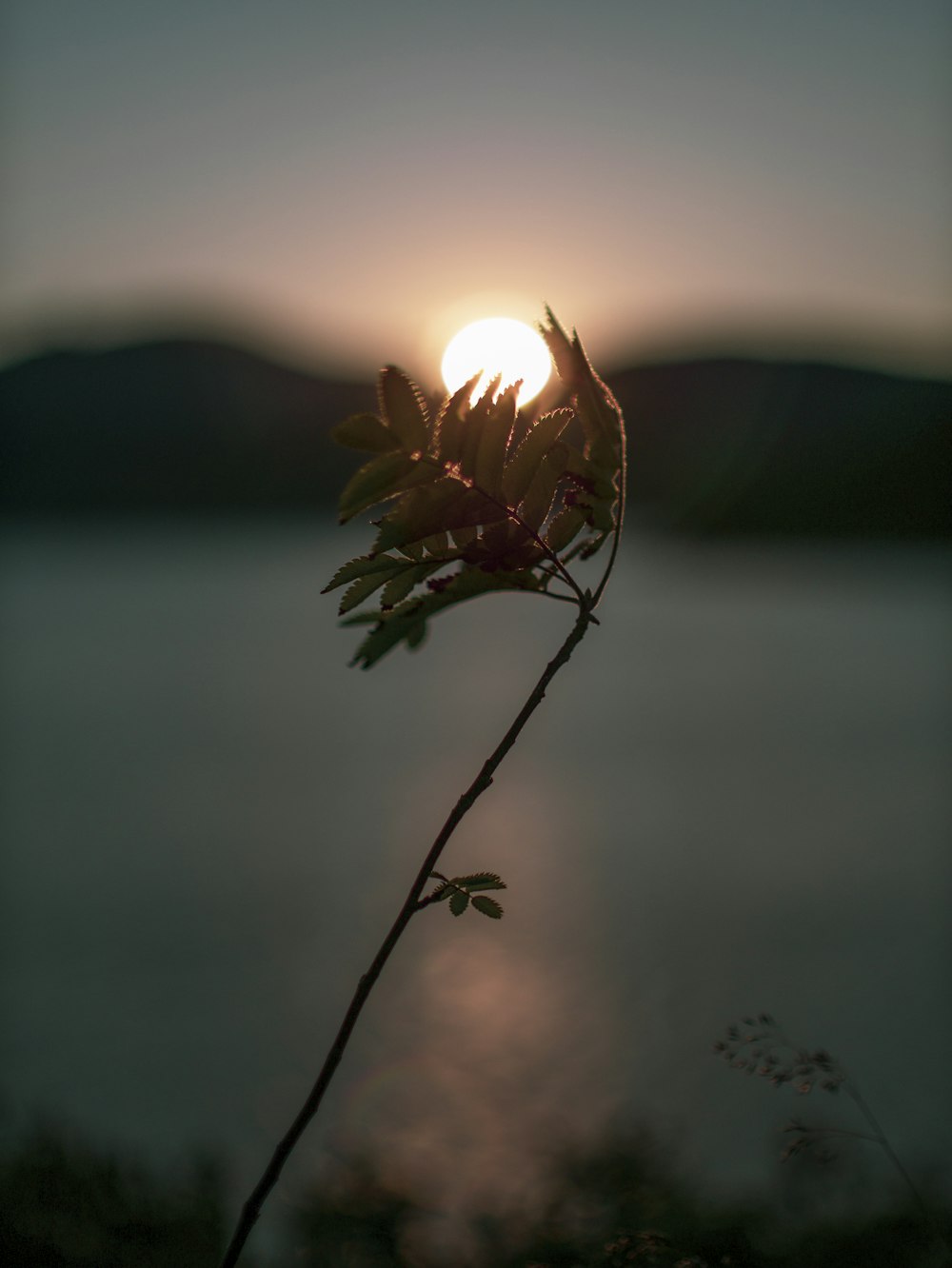 brown plant near body of water during daytime