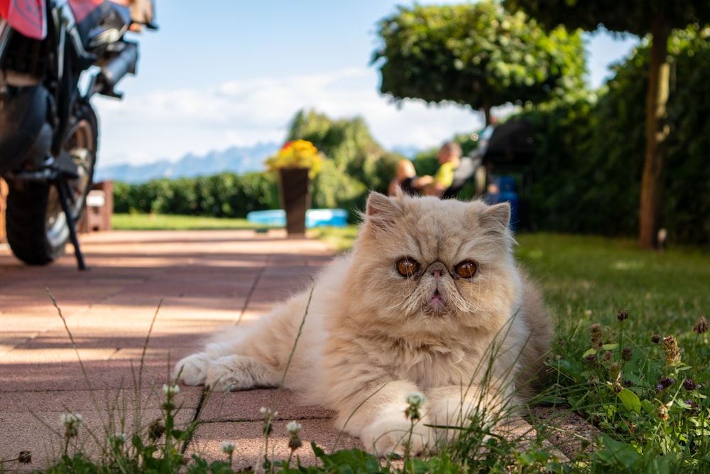 brown persian cat on brown wooden floor during daytime