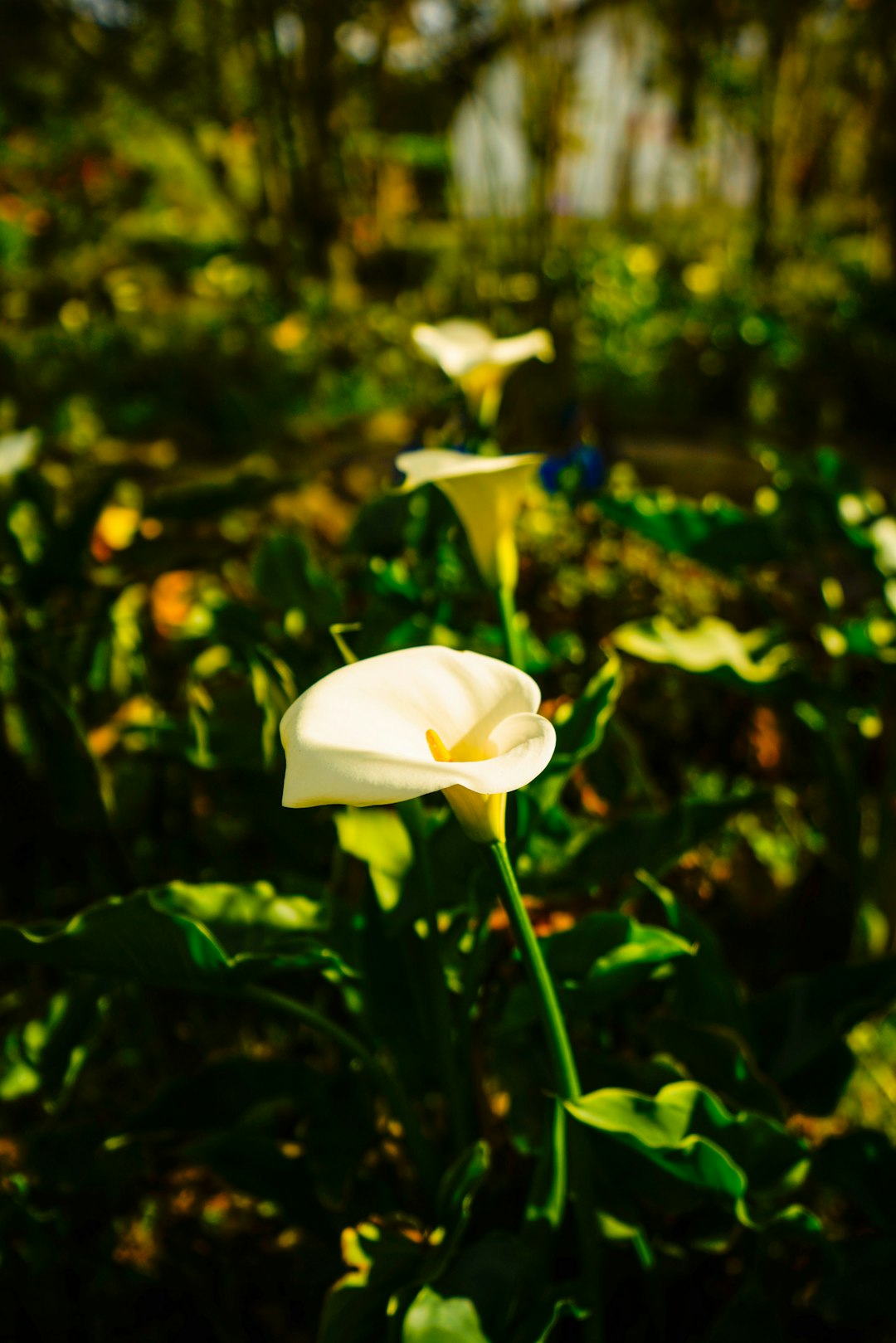 white flower in tilt shift lens