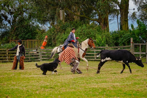 A person on horseback is actively involved in herding a black and white cow across a grassy field. A dog is running close to the ground, seemingly assisting in guiding the cow. Another person stands nearby wearing traditional clothing, including chaps and a hat, likely participating in cattle herding or a similar activity. The background features a wooden fence and dense greenery, suggesting a rural setting.
