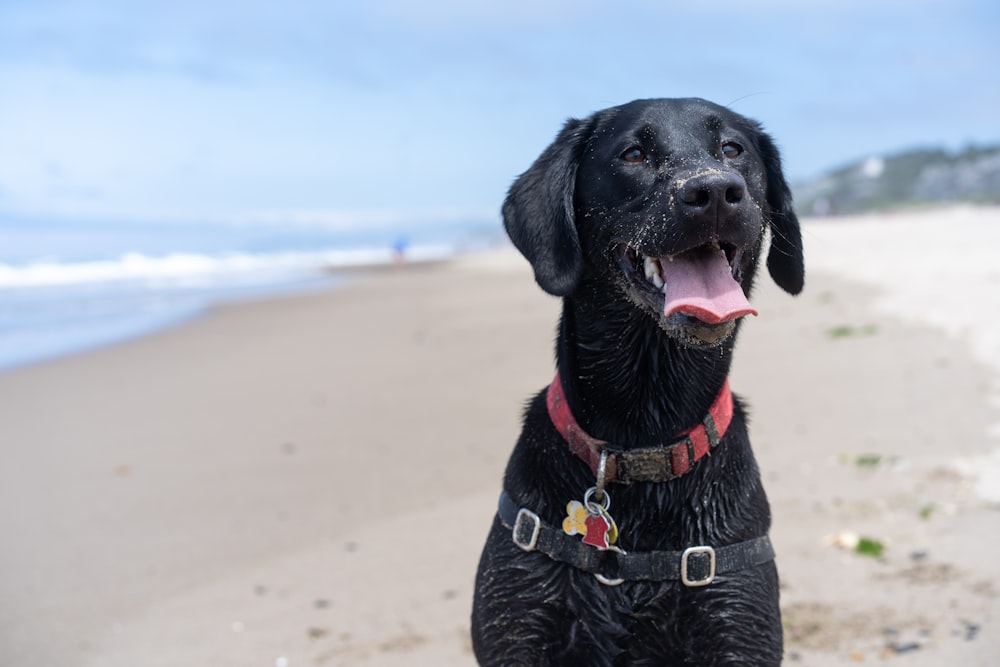 black labrador retriever on white sand during daytime