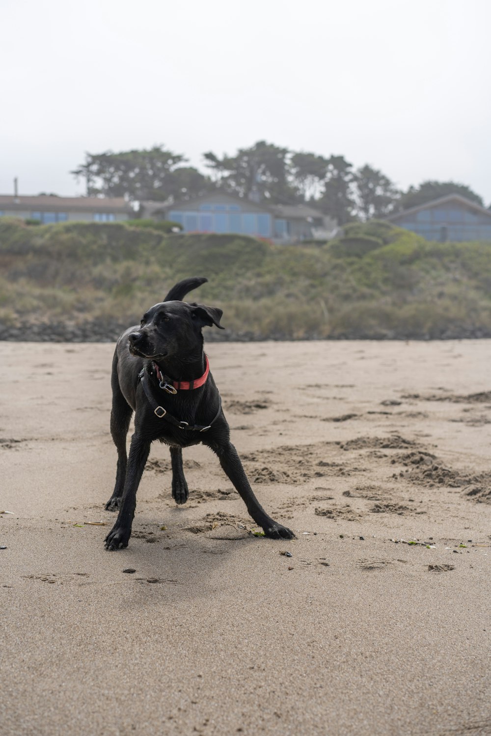 black short coated dog on brown sand during daytime