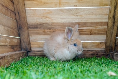 Bunnys aggressives Verhalten und Hupen bei Bewegung von Gegenständen - Erfahren Sie, warum Ihr Hase reagiert