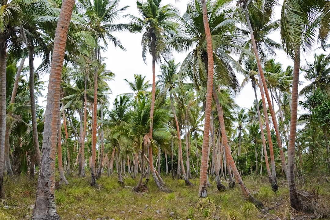 green coconut palm trees on green grass field during daytime