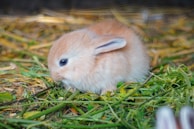 brown and white rabbit on green grass