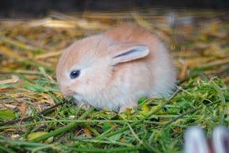 brown and white rabbit on green grass