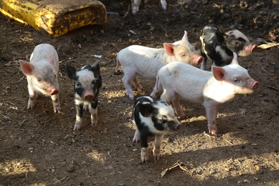 white and black pigs on ground during daytime