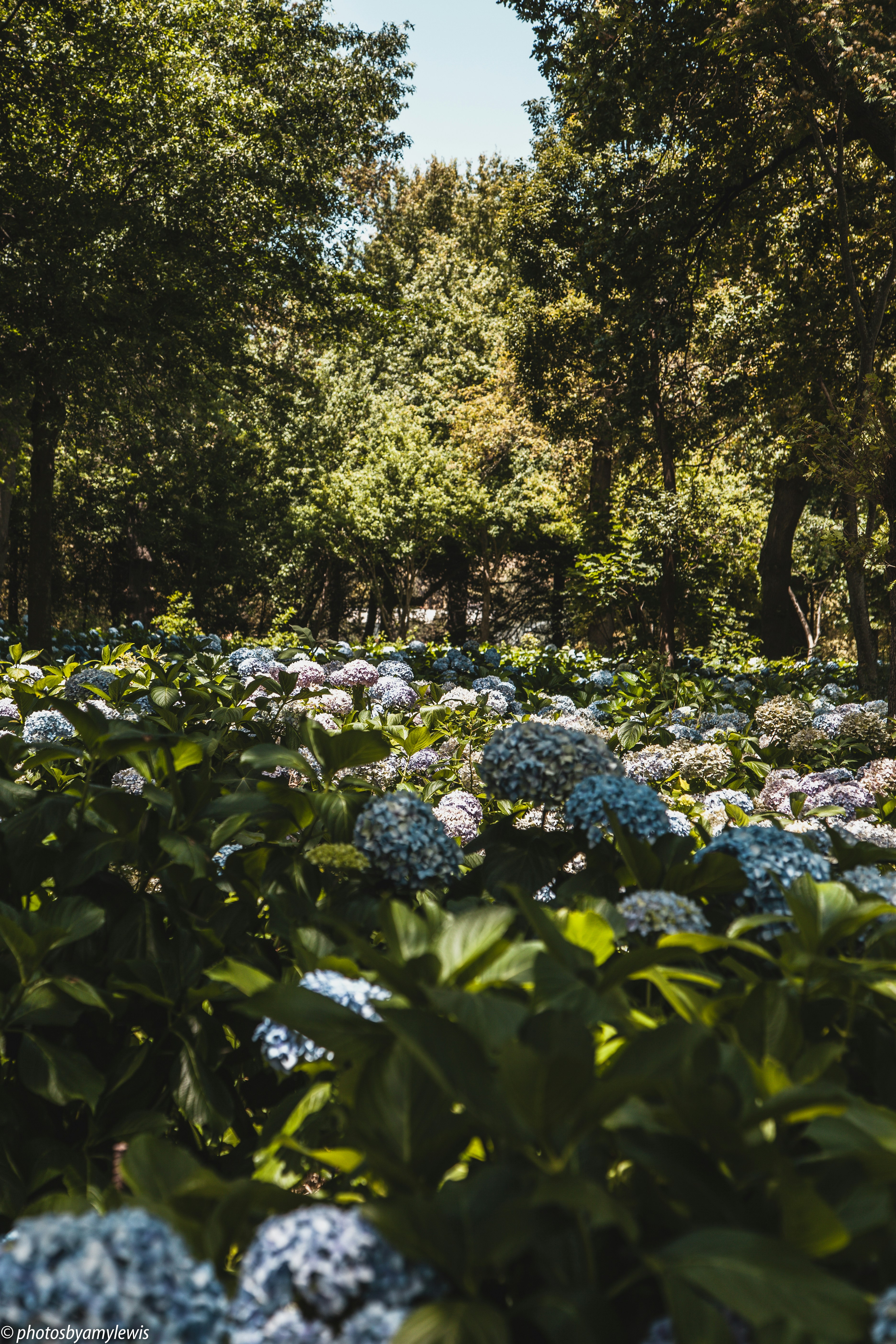 Photo by amylewisphotography