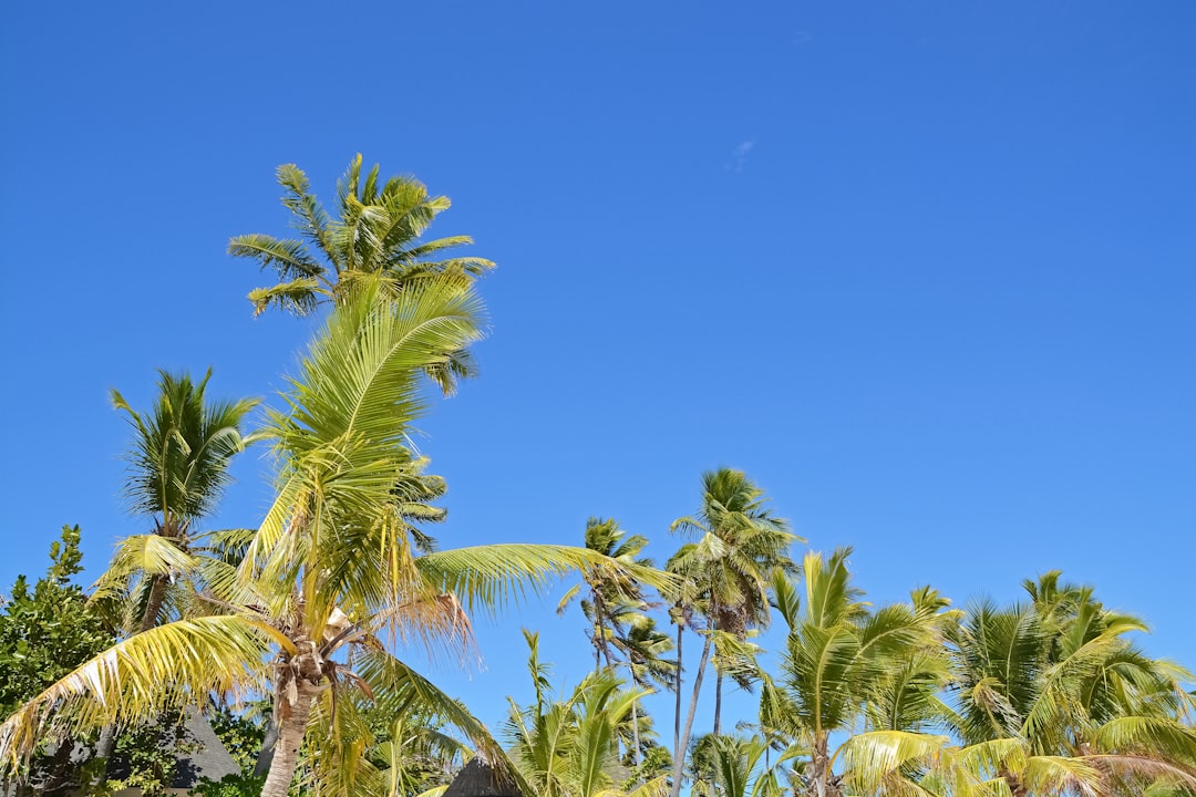 green palm trees under blue sky during daytime