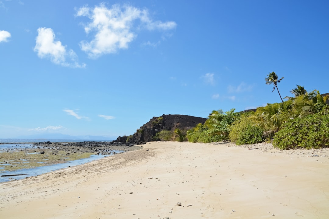 green trees on brown sand near sea during daytime