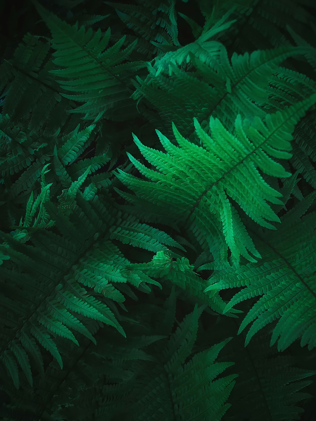 green fern plant in close up photography