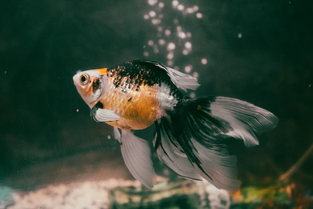 Peces naranjas y negros en el agua