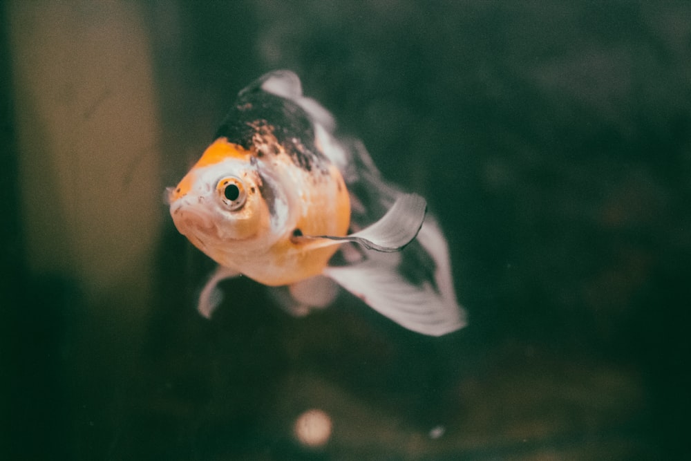 orange and white fish in water