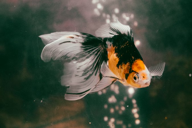 Black, white and orange fancy goldfish with long flowing fins gliding through dark water