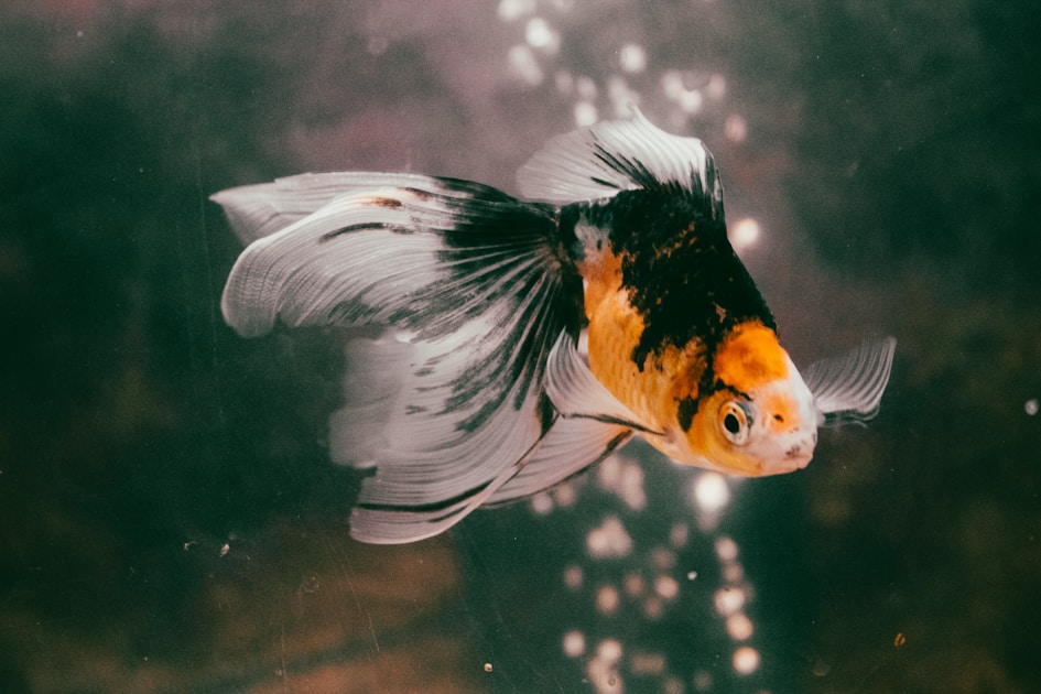Aquarium im Urlaub: Fische alleine lassen – so geht's