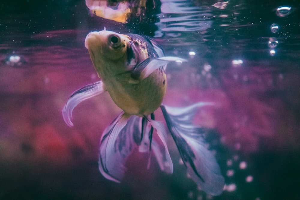 yellow and white fish in water