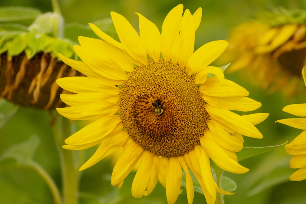 yellow sunflower in close up photography