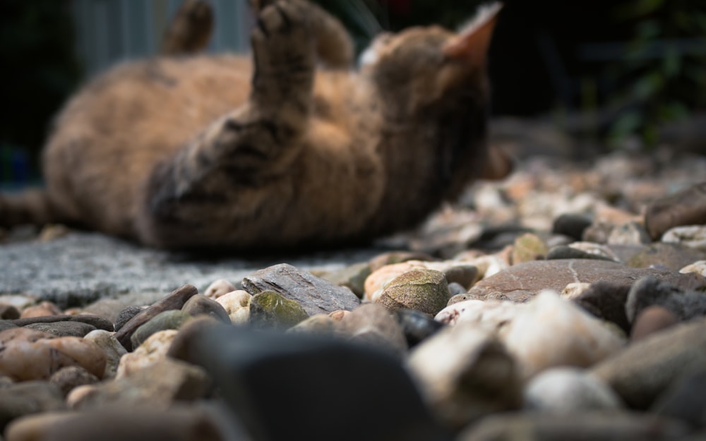 brown tabby cat lying on gray rocks