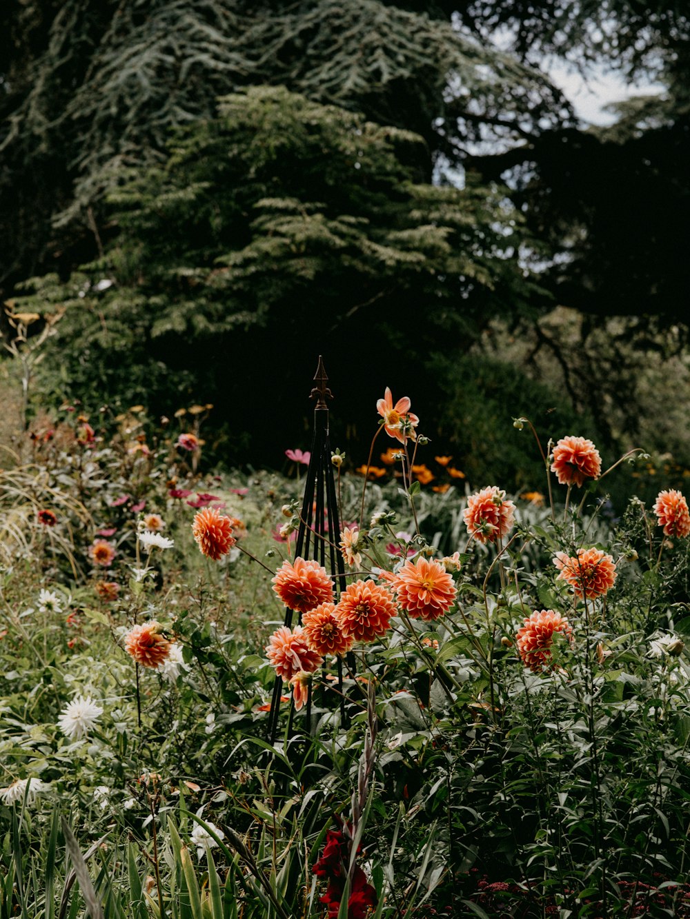 red and white flowers in forest during daytime