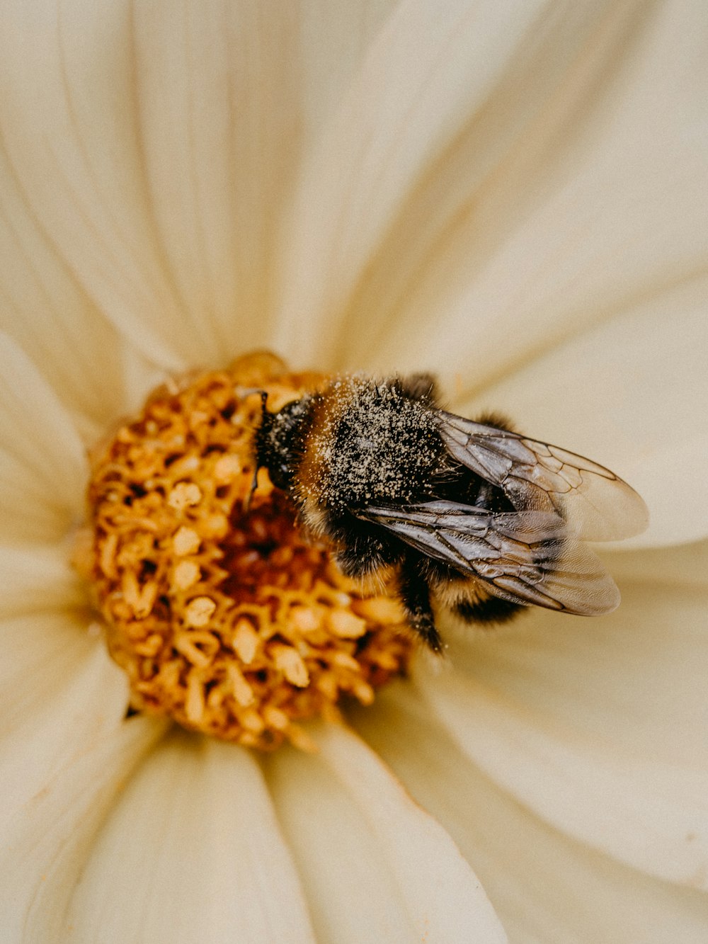 schwarze und gelbe Biene auf weißer und gelber Blume