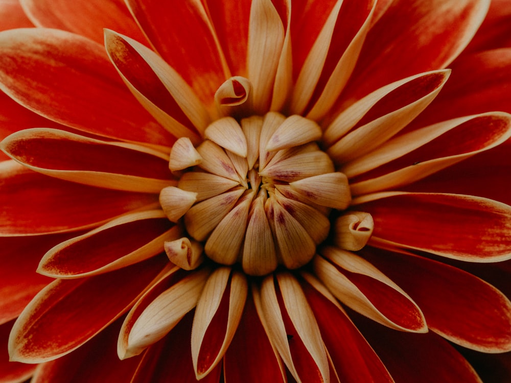 Rote und gelbe Blume in der Makrofotografie