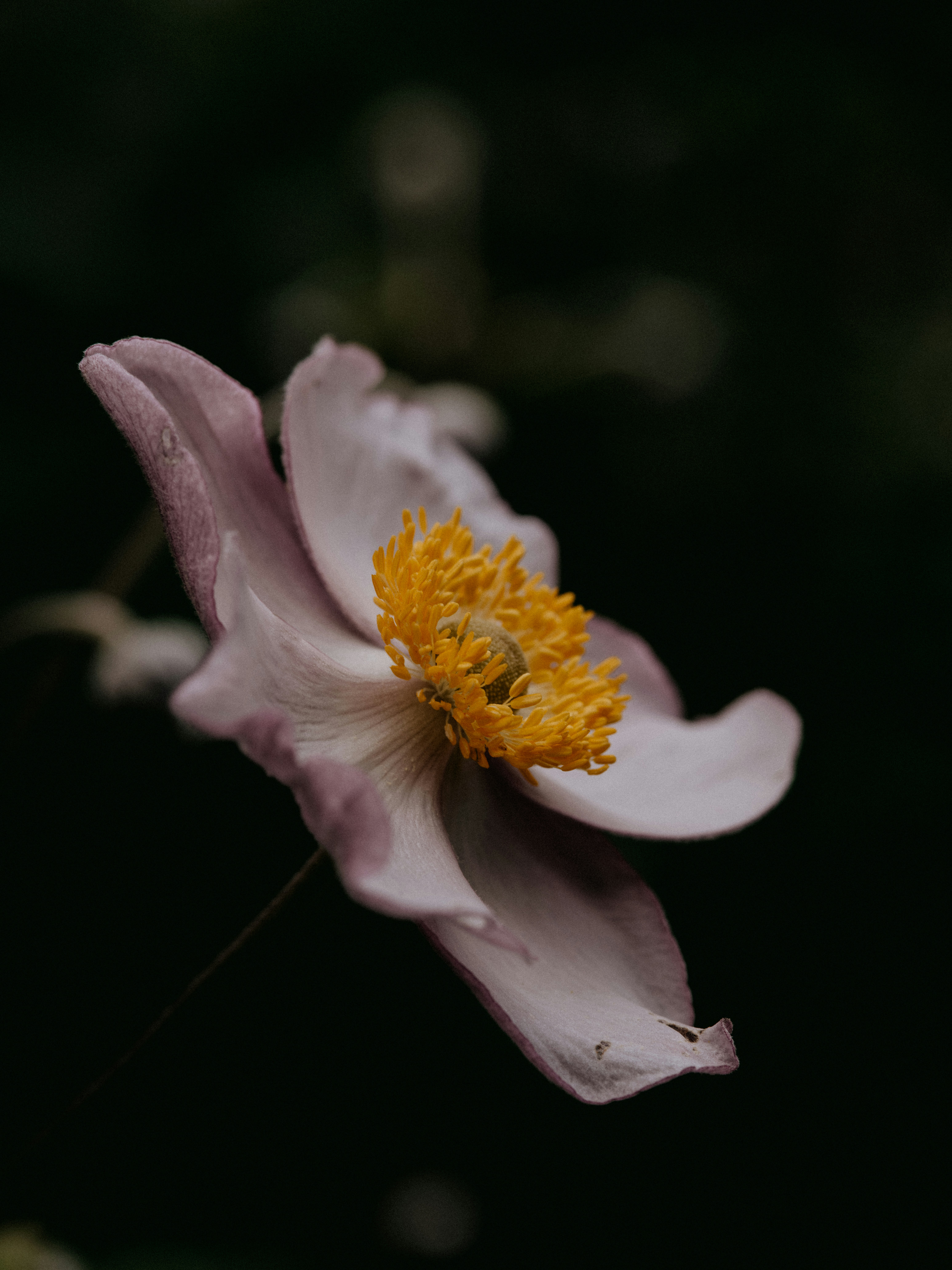 Photo by anniespratt