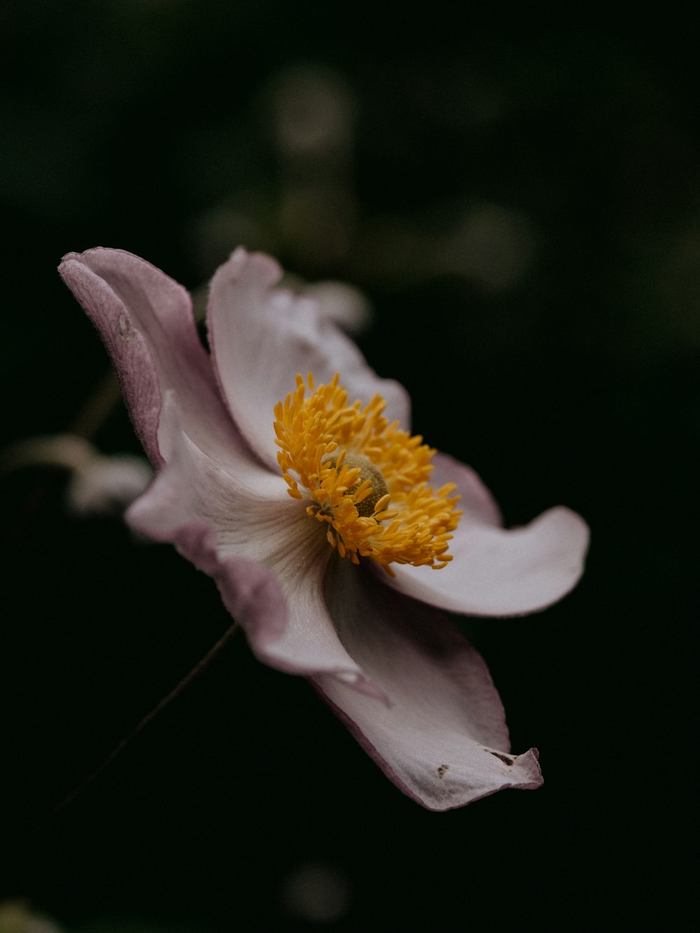 white and yellow flower in tilt shift lens