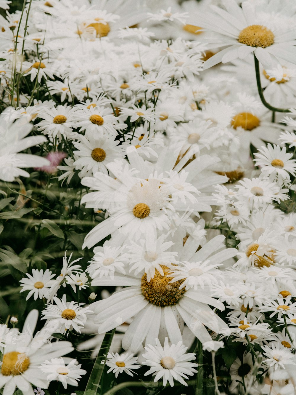 white daisies in bloom during daytime