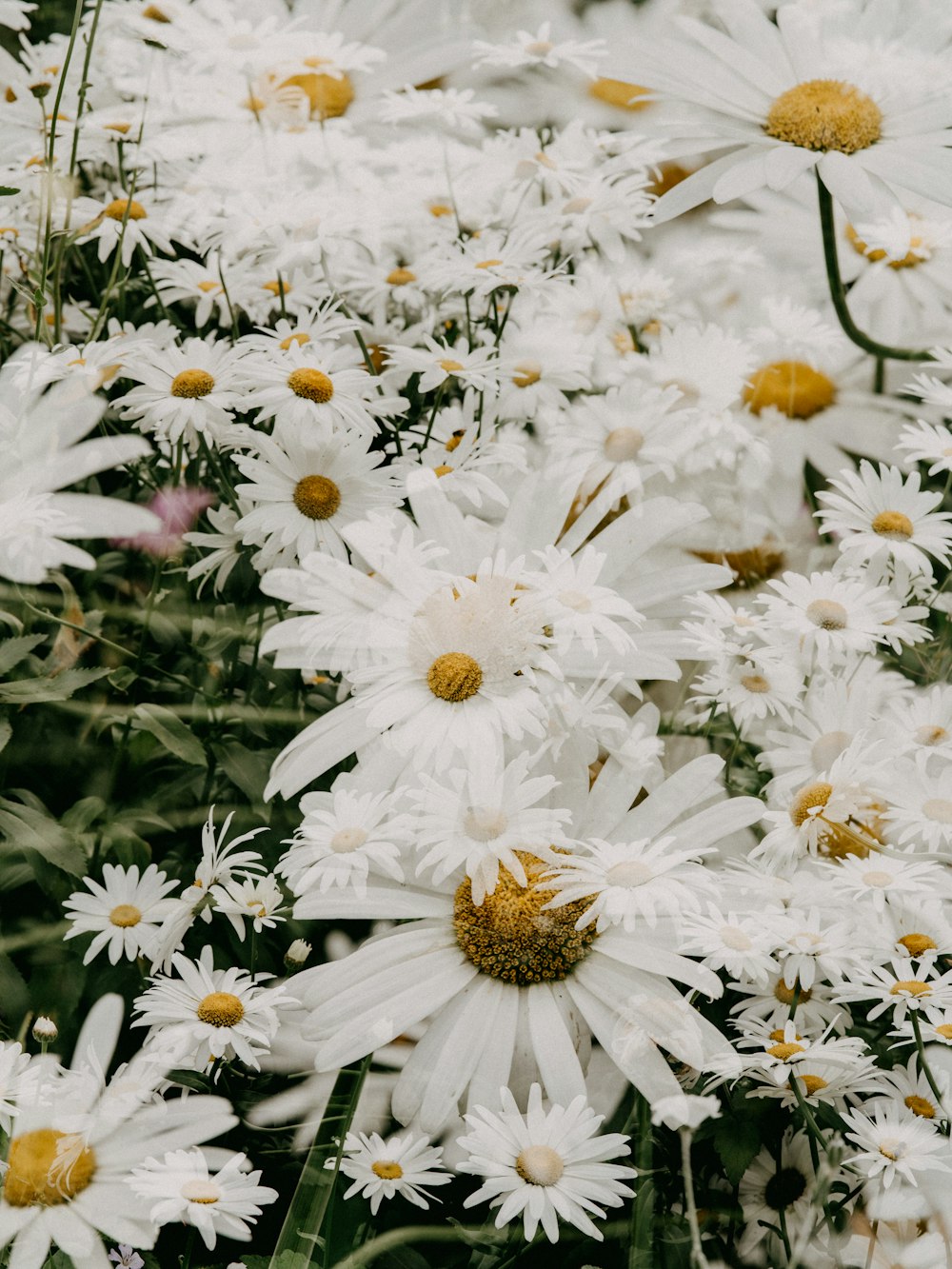 margaritas blancas en flor durante el día