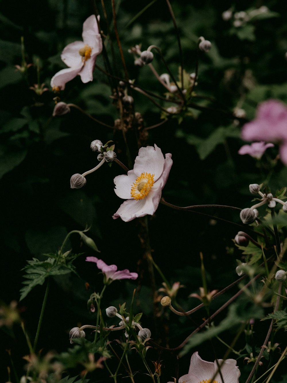 white and yellow flower in tilt shift lens