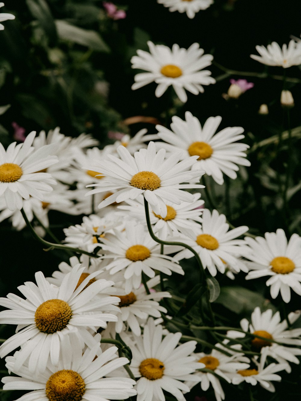 fiori di margherita bianchi e gialli