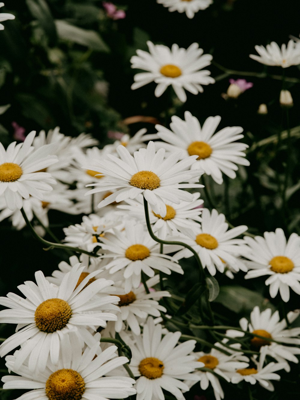 weiße und gelbe Gänseblümchenblüten