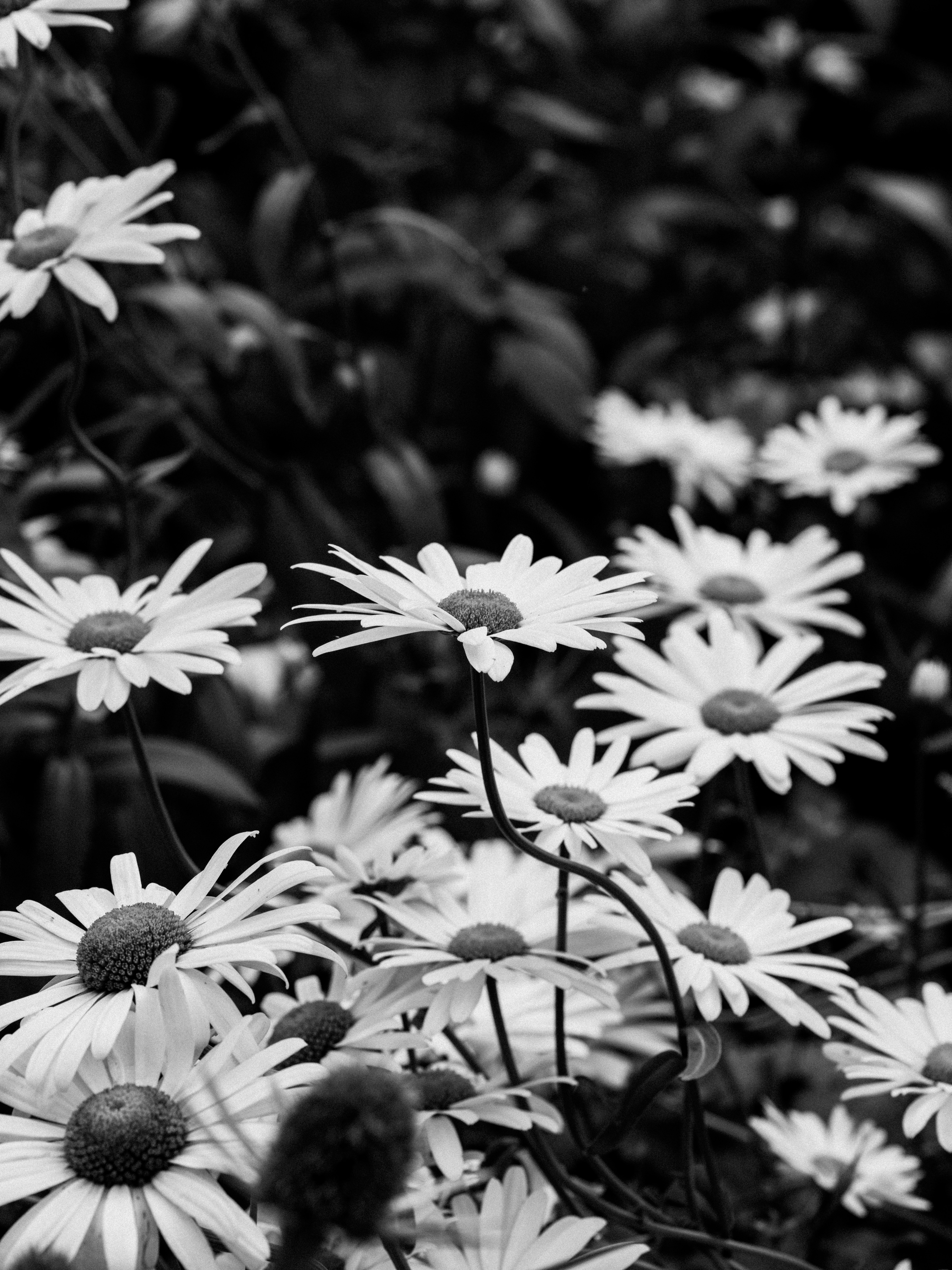 Grayscale photo of flowers in bloom photo Free Daisy Image on Unsplash