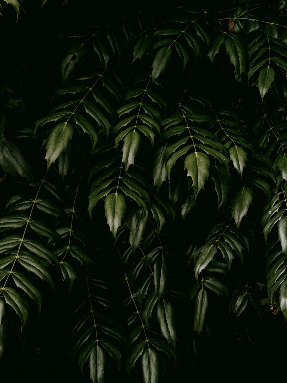 green leaves in dark room