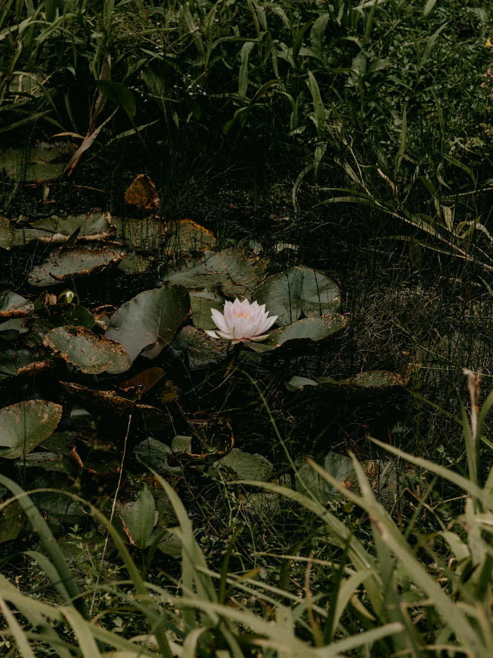 flor púrpura sobre hierba verde