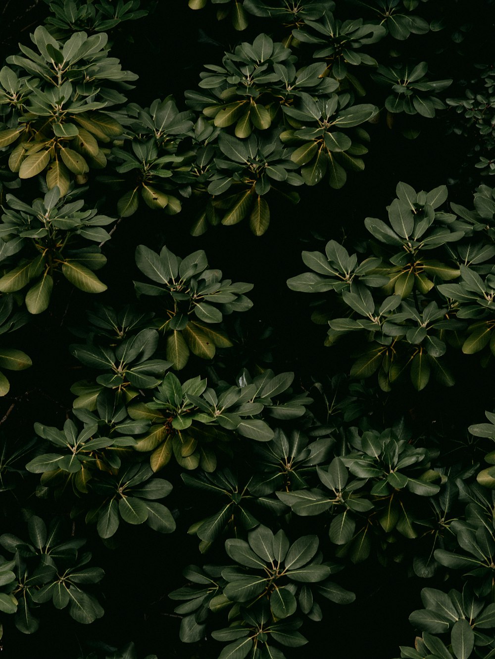 green and yellow leaves on black background