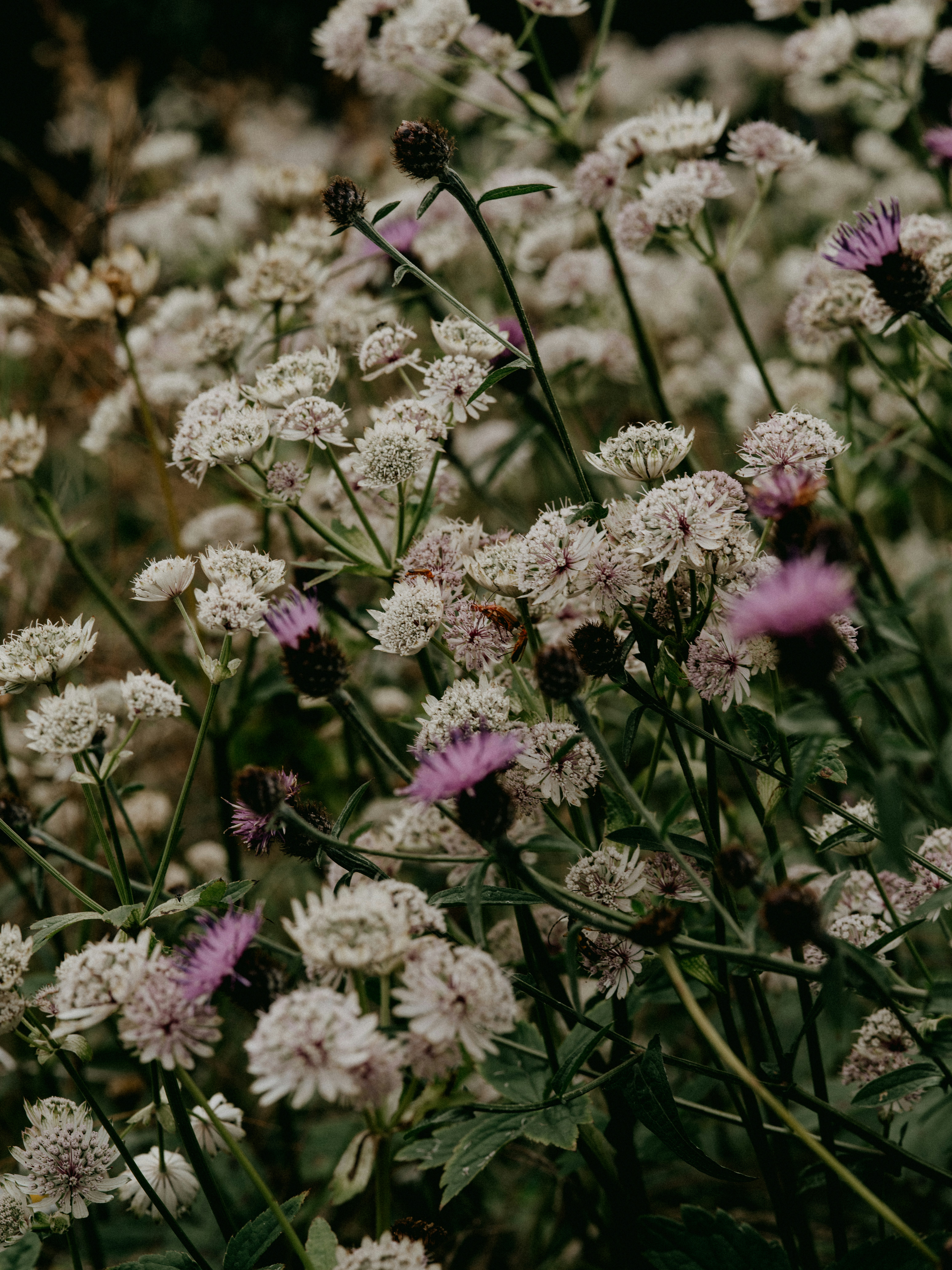 Photo by anniespratt