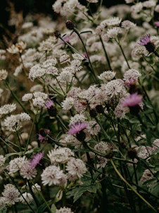 white and purple flowers in tilt shift lens