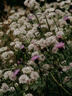 white and purple flowers in tilt shift lens
