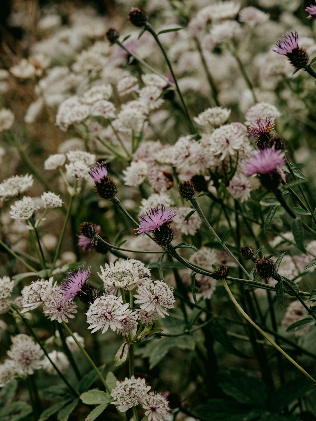 white and purple flowers in tilt shift lens