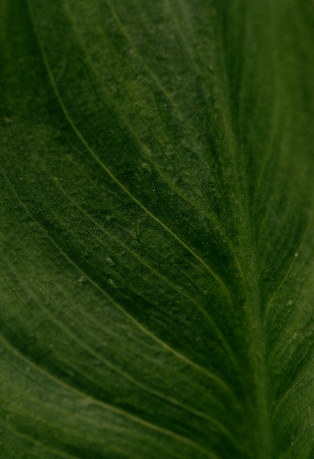 green leaf in close up photography