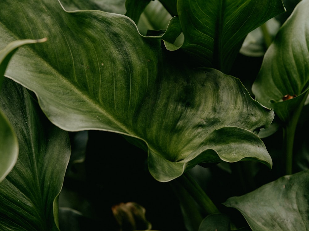 green leaf plant in close up photography