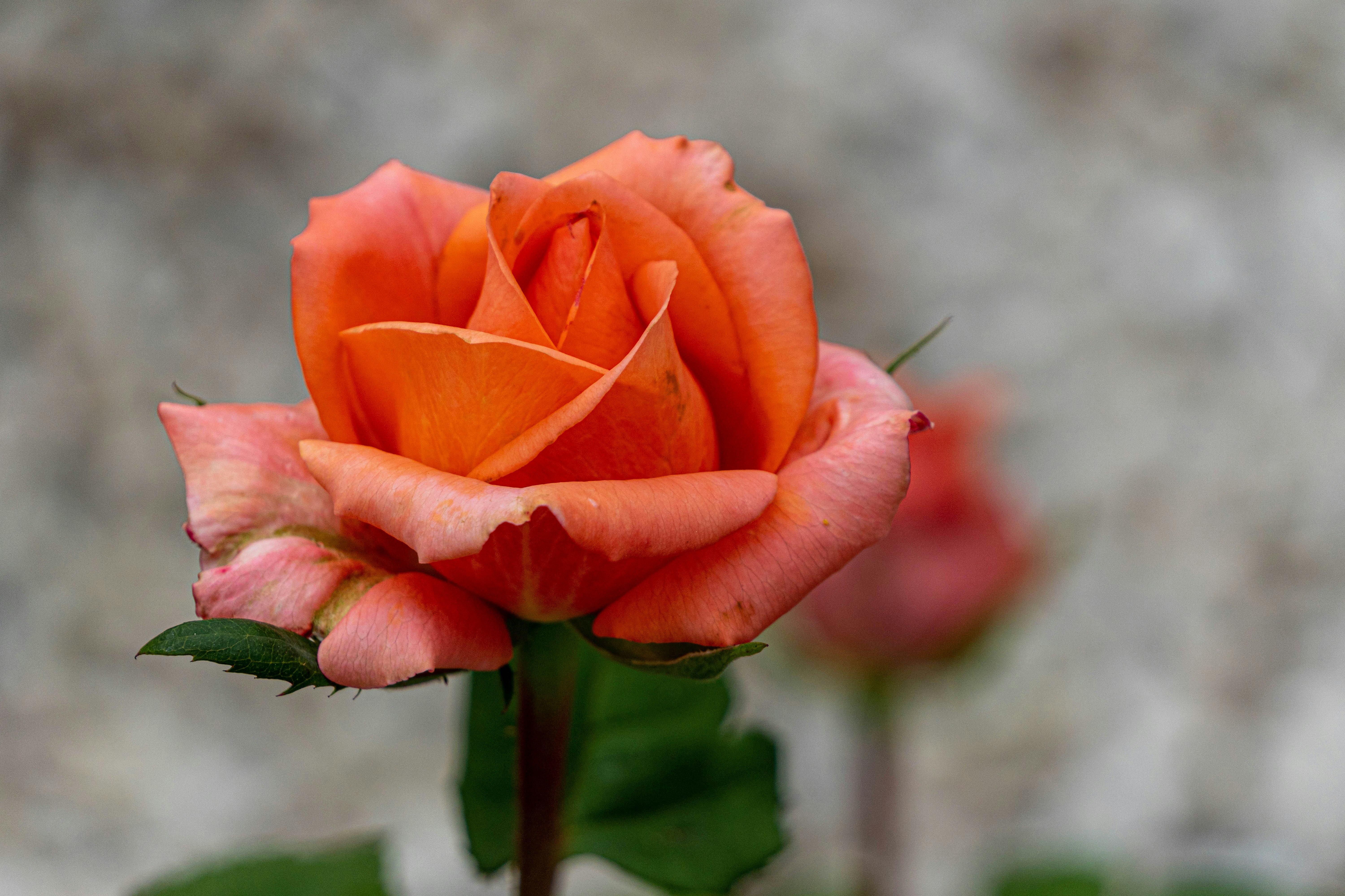 Photo by dmitry_beloglazov