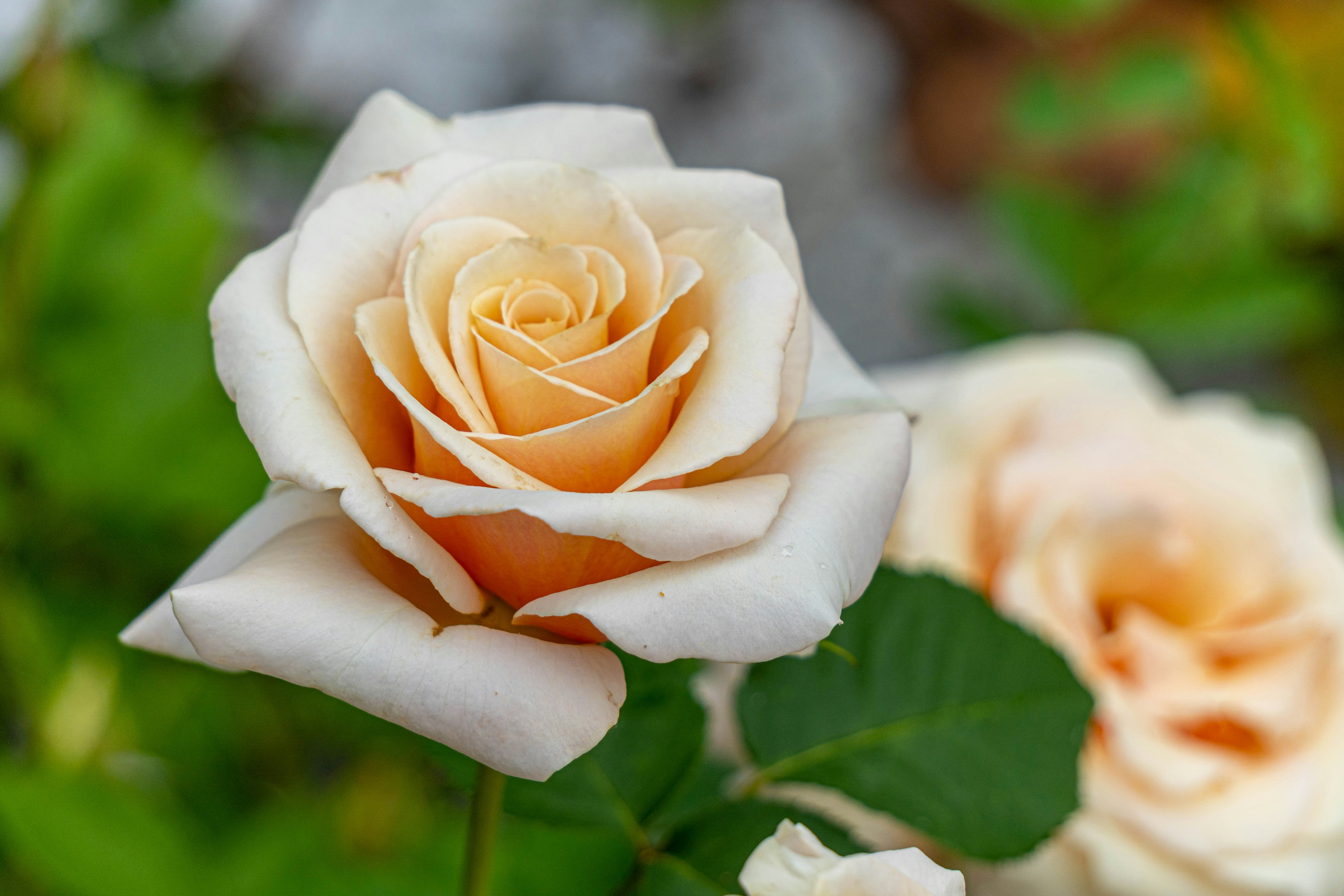 white rose in bloom during daytime