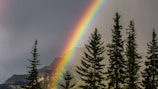 green trees under rainbow during daytime