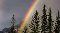 green trees under rainbow during daytime
