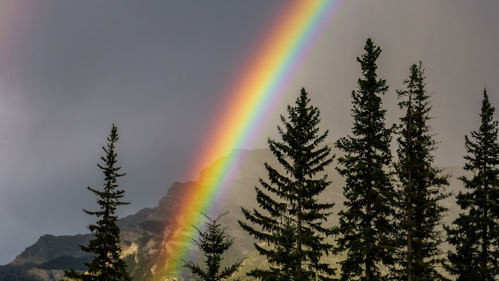 green trees under rainbow during daytime