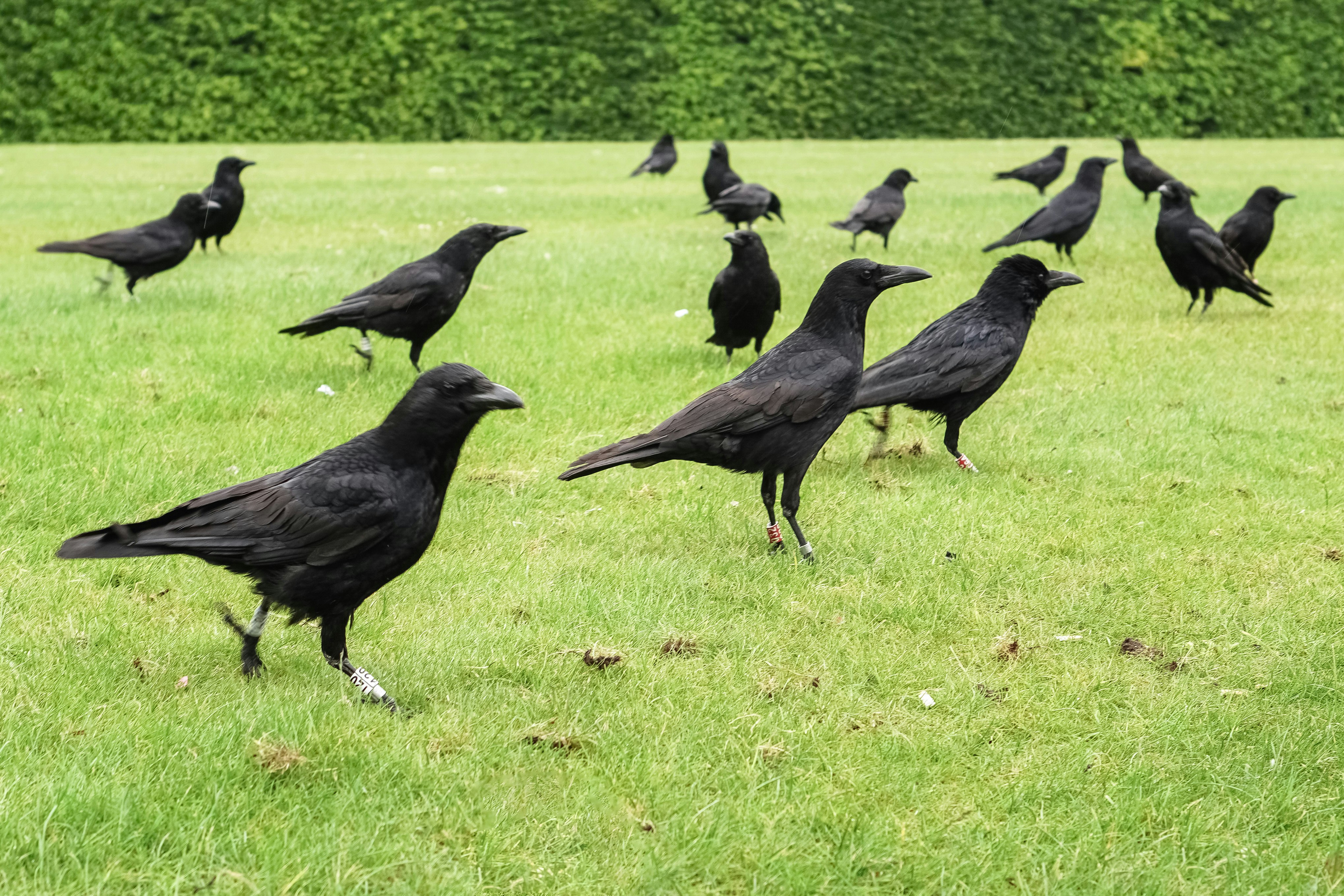 How To Attract Crows A Complete Guide