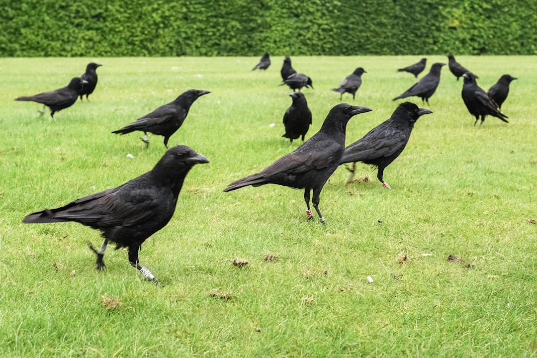 black crow on green grass during daytime