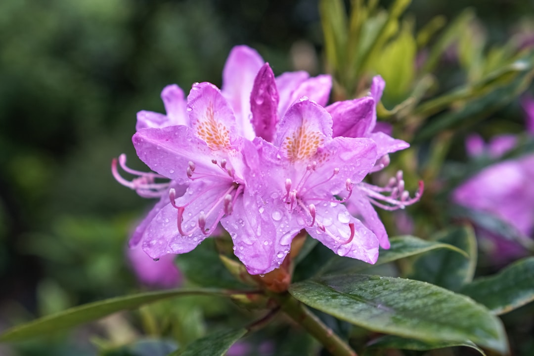 pink flower in macro shot